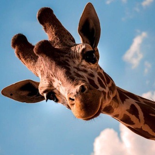 УТРЕННИЙ КОНТЕНТ | PSY | СТИКЕРЫ