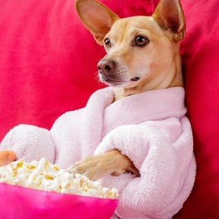 УКРАЇНСЬКЕ КІНО