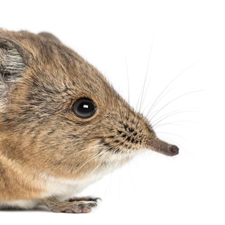 СЛОНОВЫЙ ПРЫГУНЧИК