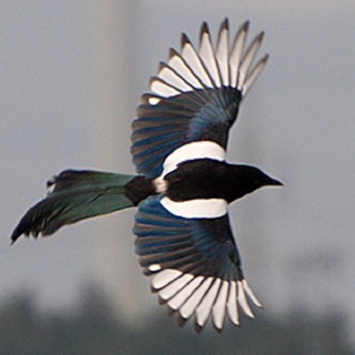 ТУТСОРОКАНАХВОСТЕ