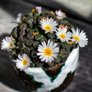 СТИЛЬНЫЕ СУККУЛЕНТЫ АНЕТ