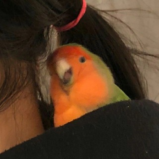 МИЛЫЕ ПОПУГИ