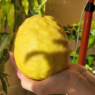 ЭКЗОТИКА! EXOTICA!