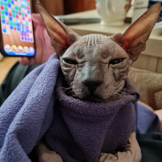 ДОНСКОЙ СФИНКС БАСТЕТ