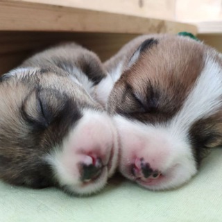 6 КГ КАРТОШКИ НА НОЖКАХ