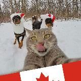 CANADACAT - CANADA QUÉBEC MONTRÉAL