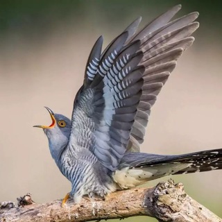 ВЗГЛЯД ПСИХОЛОГА В ХАОС