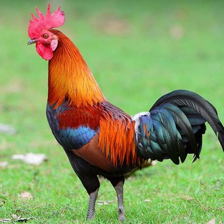 N E X T O M • /G/ • /POL/