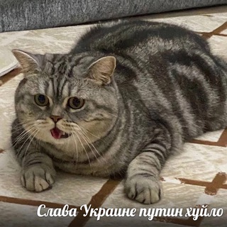 ЖЁППА