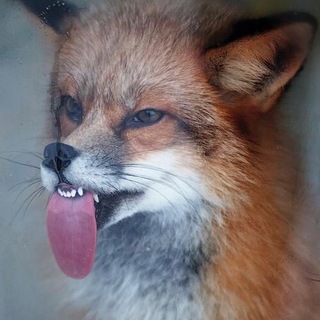 ШЕРШАВІ ЯЗИЧКИ