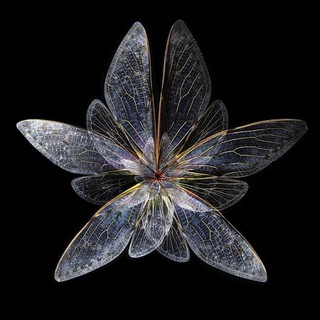 METAMORPHOSIS GARDEN