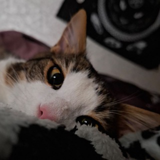 УГОЛЁК ЧЁРНЫЙ ТЯГА 