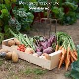 ДОМАШНЯЯ РАССАДА | ОГОРОД НА ДАЧЕ