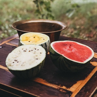 КОРОЧАНСКИЕ АРБУЗЫ ШЛЯХОВЫХ