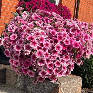 PETUNII39 ПЕТУНИИ КАЛИНИНГРАД