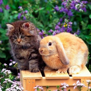 ЗАБОТА О ДОМАШНИХ ЖИВОТНЫХ