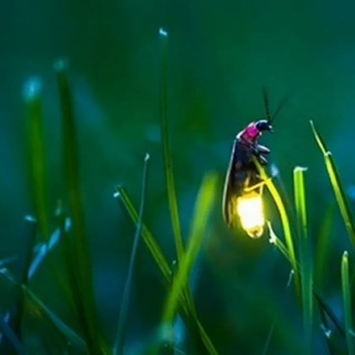 СВЕТЛЯЧКИ_КАНАЛ