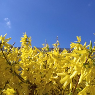 КВІТКОВИЙ СОМЕЛЬЄ