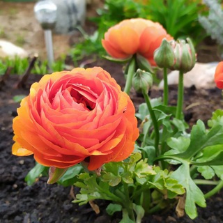 АГРОГОМЕОПАТИЯ. ЗАМЕТКИ НАЧИНАЮЩЕГО САДОВОДА-ОГОРОДНИКА.