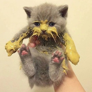 КОТЬИ ЖОПКИ