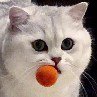 КОШКИ ВОРИШКИ