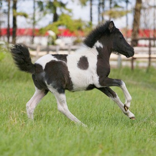 МАУ СШ ПО КОННОМУ СПОРТУ ПОНИ СПОРТ ПЛАНЕРНАЯ