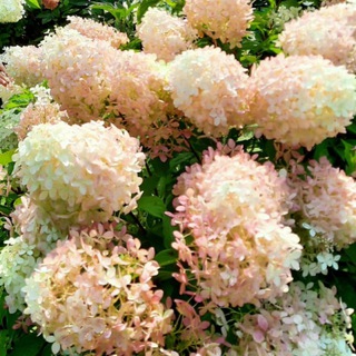 ЕЛЕНА СЕРГЕЕВНА ЦЕЛЮТИНА