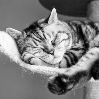 КОТИКИМИЛЫЕ КОТИКИ ВИДЕО С КОТАМИCAT MOVIES