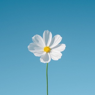 BLOOM | ДОБРЫЕ ВЕСТИ