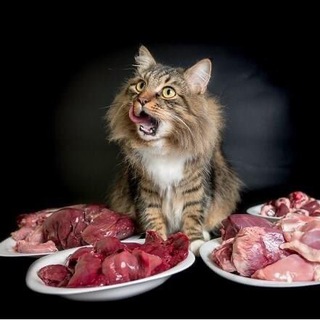 CATNUTRITION.RU