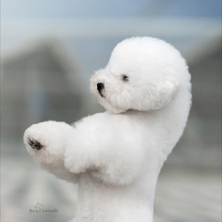 БИШОН ФРИЗЕ - ГРУМИНГ, УХОД, СОЖЕРЖАНИЕ