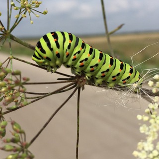 ПУТЕШЕСТВУЯ ПО ГРУЗИИ