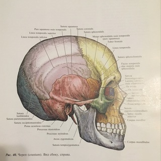 АМЕБКИНА УЧЕБА (МЕДИЦИНА)