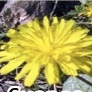 МЕМЫ, МУЗЫКА, ПРИРОДОВЕДЕНИЕ