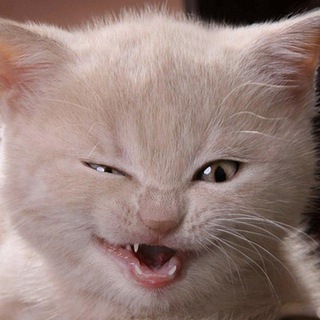 СМЕШНЫЕ КОТИКИ | ЮМОР | КОШКИ