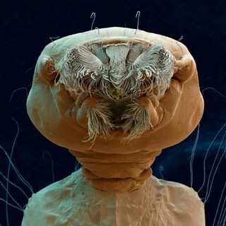 МИР ПОД МИКРОСКОПОМ