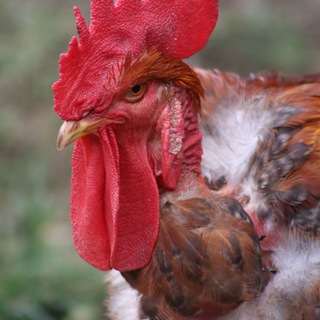 TEACHERS OF AGRICULTURE