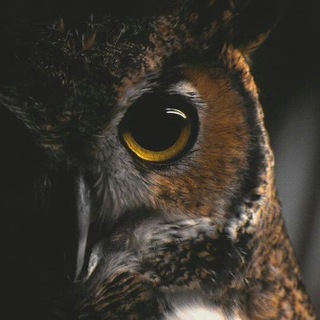 +1 УМНАЯ МЫСЛЬ