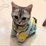 ТВОЙ КОТИК
