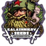 KALASHNIKOV SEEDS