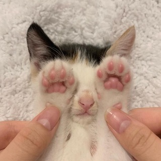 КОТЯТКИ ВЫ ЧЕГО