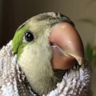 ПЕРНАТЫЕ ЗАСРАНЦЫ