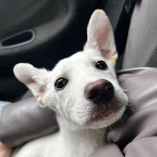 ГОРЛОВСКИЙ ПРИЮТ ДЛЯ БЕЗДОМНЫХ ЖИВОТНЫХ