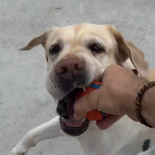 ДЕНИС ЧУЖОЙ ПОСТИТ СВОИХ ПСОВ