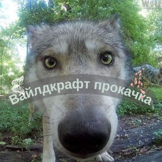 ВАЙЛД КРАФТ (ПРОКАЧКА)