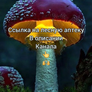 МУХОМОР КРАСНЫЙ ,, СЛАВЯНСКИЙ ЛЕКАРЬ,,ЛЕСНАЯ АПТЕКА