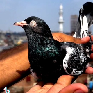 НАМАНГАН RMK КАБУТАРЛАРИ BOZOR