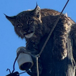 ФЕНОМЕНОЛОГИЯ ЛЕВОГО КРИНЖА ☭