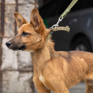 ХВОСТИКИ ШУКАЮТЬ ДІМ