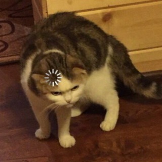 ТАМБОВСКИЙ КОТ